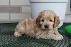 Cockapoo Puppies Pairs Ready to go