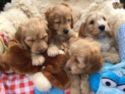 Cockapoo Puppies For Sale *reedy Now*