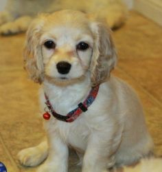 Gorgeous Cockapoo Puppies Fore Sale