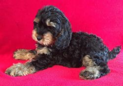 Ready Now Stunning Pra Clear F1 Cockapoo Puppies
