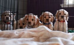 Gorgeous Litter of Cockapoo Puppies