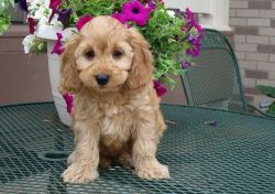 Beautiful Cockapoo puppies for sale.