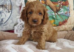 Gorgeous Cockapoo Puppies For Sale.