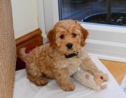 F1 Cockapoo Puppies - Fn Pra Clear Parents for sale