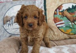 Lovable Cockapoo puppies For Sale
