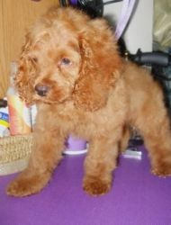 Cockapoo Puppies -2 males available