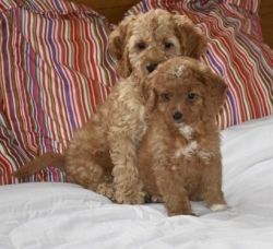 Healthy Cockapoo Puppies For Sale