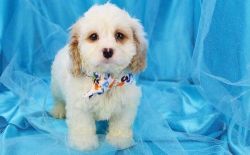 Nice and Healthy Cockapoo Puppies Available