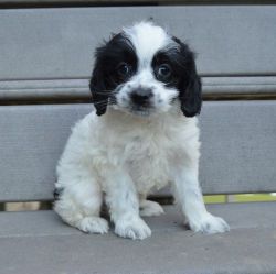 Well Trained Cockapoo Puppies Available