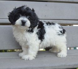 Adorable M/F Cockapoo Puppies For Sale