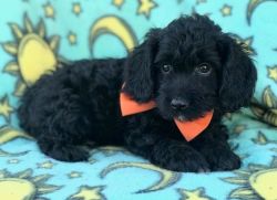 Purebred Cockapoo Puppies for rehoming