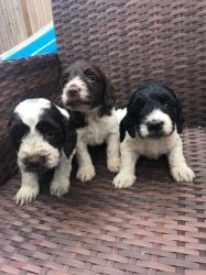 AKC Registered Puppies For SAle