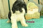 Adorable Cockapoo puppies available to meed a new family