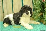 beautiful Cockapoo puppies available to meed a new family