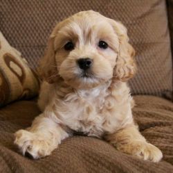 cockapoo babies ready here now