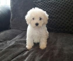 F1b Cockapoo Puppies ready for sale