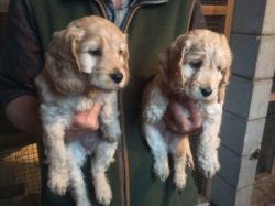 2 Blenheim Cockapoo Puppies Ready Now