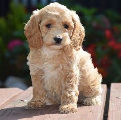 Lovely Litter Cockapoo puppies!!!