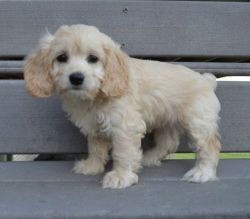 For Sale! Cockapoo puppies