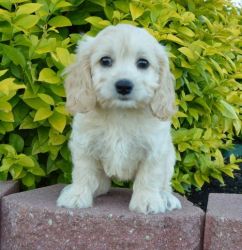 Lovely male and female Cockapoo puppies
