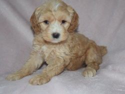 Males and females Cockapoo Puppies Available