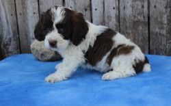 Amazing Cockapoo Puppies Available