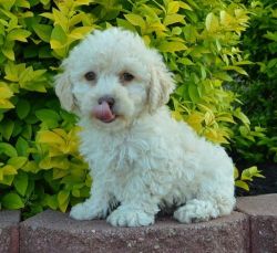 Beautiful Cockapoo Puppies For Sale.