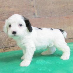 For Sale! Cute Cockapoo puppies