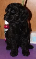 ACC registered Cockapoo Female pup for sale