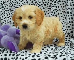 Adorable Cockapoo puppies for sale