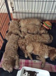 Cockapoo Up From Health Tested Parents