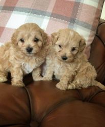 Cockapoo puppies male and female vaccinated contact or text us
