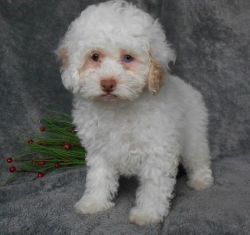 White Female with Apricot Markings Cockapoo Puppies