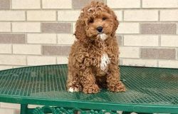 Beautiful Little Male and Female Cockapoo Puppies