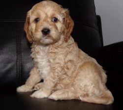 Apricot and White Cockapoo Male and Female