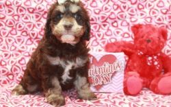 Gorgeous Black and Tan Cockapoo Puppies