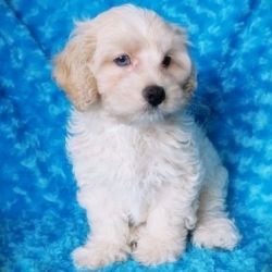 Absolutely Gorgeous Male and Female Cockapoo Puppies
