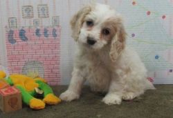 Microchipped Male and Female Cockapoo Puppies