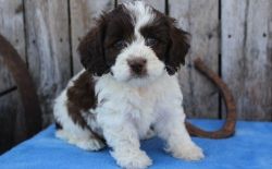 Lovely boys and girl Cockapoo Puppies available.