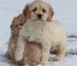 Very Sweet and Gentle Cockapoo Puppies
