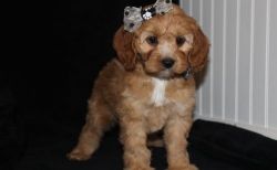 Home raised Cockapoo puppies For Lovely Homes