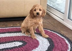 Male and female Cockapoo puppies available.