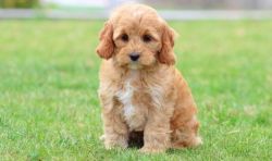 Adorable and Curly Coated Cockapoo Puppies