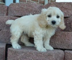 Beautiful Cockapoo puppies available