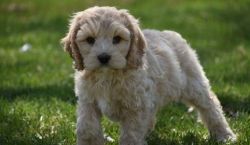 Gorgeous, sweet, affectionate Cockapoo puppies
