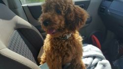 Stunning cockapoo puppies for sale
