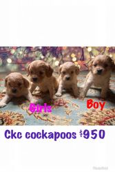 Cockapoos pups