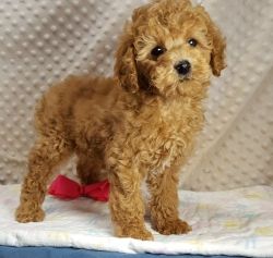 CKC Cockapoo puppies available now