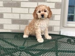 Beautiful Cockapoo Puppies For Sale