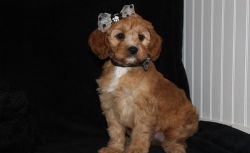 Super Curly Cockapoo Puppies For Sale.
